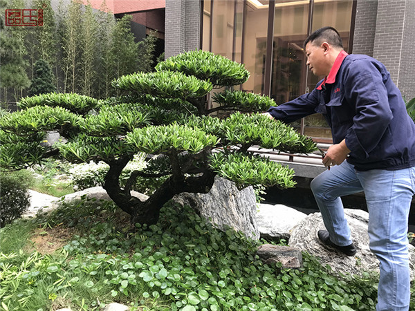 區氏臻品安全規范化生產打造現代紅木企業